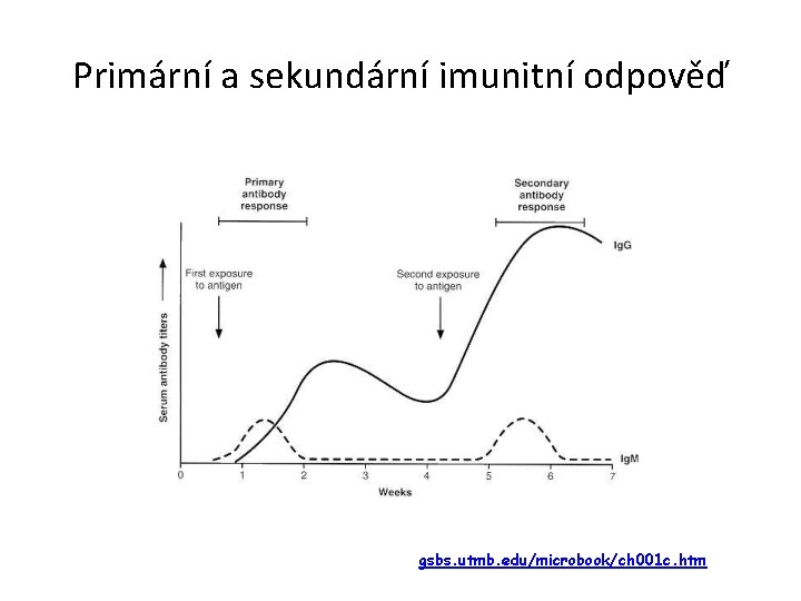 Primární a sekundární imunitní odpověď gsbs. utmb. edu/microbook/ch 001 c. htm 