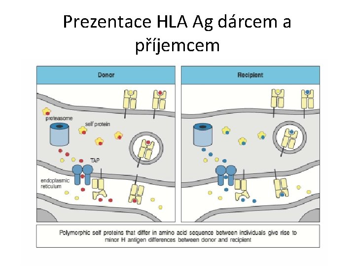 Prezentace HLA Ag dárcem a příjemcem 