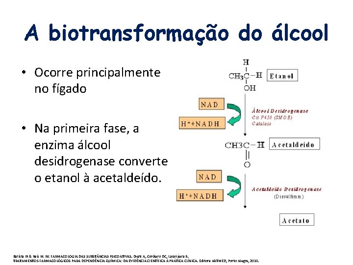 A biotransformação do álcool • Ocorre principalmente no fígado • Na primeira fase, a