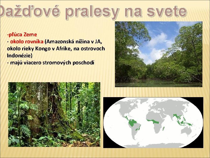 Dažďové pralesy na svete -pľúca Zeme - okolo rovníka (Amazonská nížina v JA, okolo