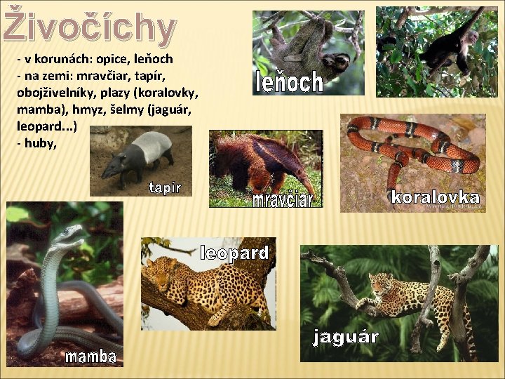 Živočíchy - v korunách: opice, leňoch - na zemi: mravčiar, tapír, obojživelníky, plazy (koralovky,