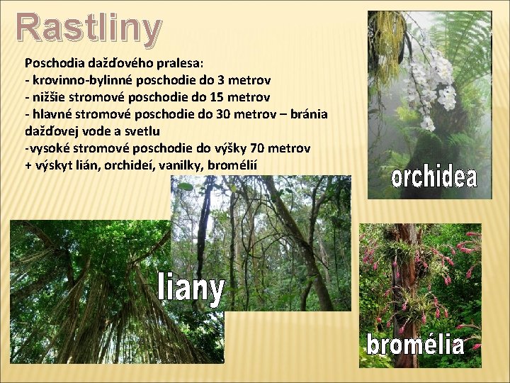 Rastliny Poschodia dažďového pralesa: - krovinno-bylinné poschodie do 3 metrov - nižšie stromové poschodie