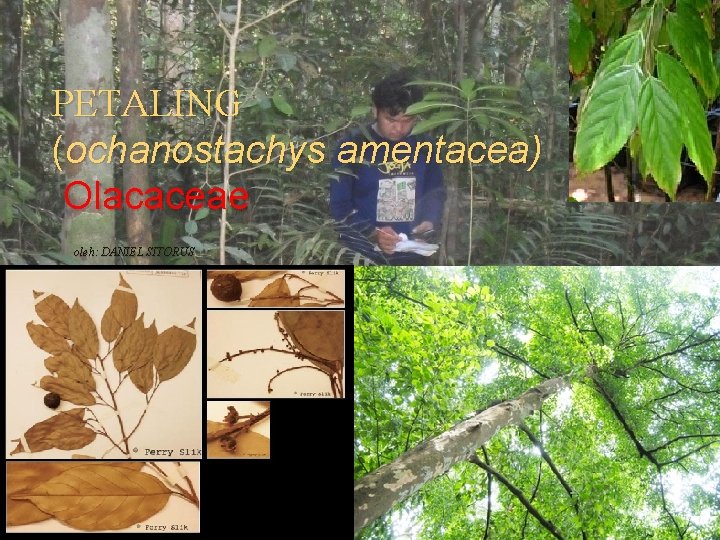 PETALING (ochanostachys amentacea) Olacaceae oleh: DANIEL SITORUS 