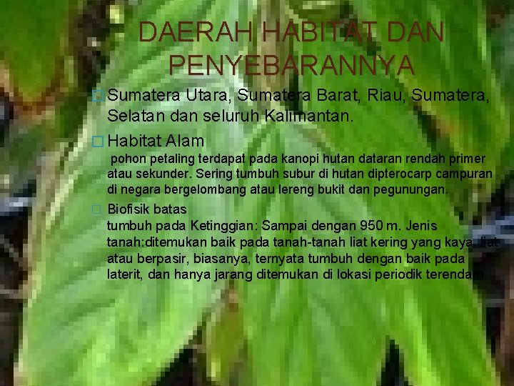 DAERAH HABITAT DAN PENYEBARANNYA � Sumatera Utara, Sumatera Barat, Riau, Sumatera, Selatan dan seluruh