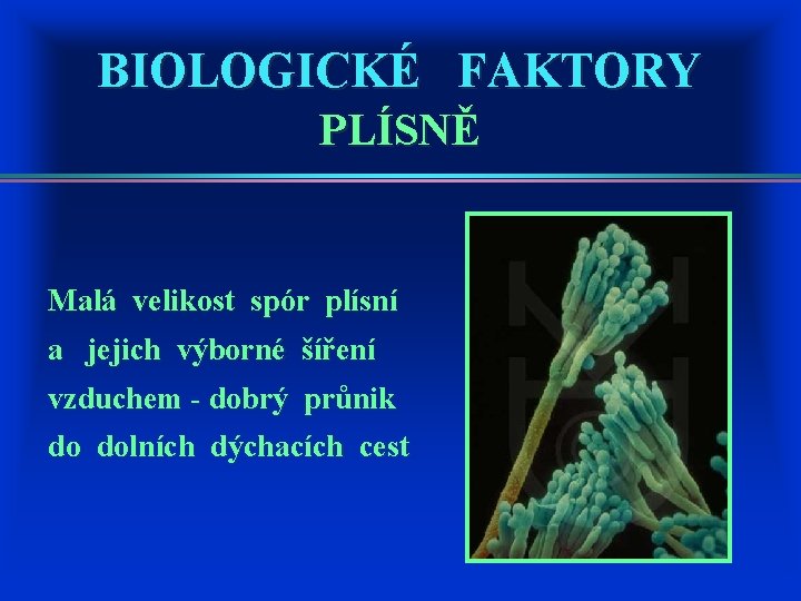 BIOLOGICKÉ FAKTORY PLÍSNĚ Malá velikost spór plísní a jejich výborné šíření vzduchem - dobrý