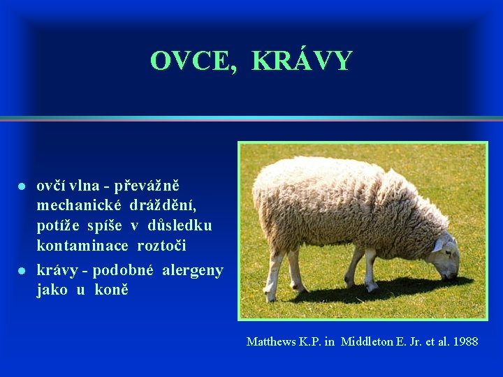 OVCE, KRÁVY l l ovčí vlna - převážně mechanické dráždění, potíže spíše v důsledku