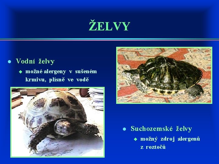 ŽELVY l Vodní želvy u možné alergeny v sušeném krmivu, plísně ve vodě l