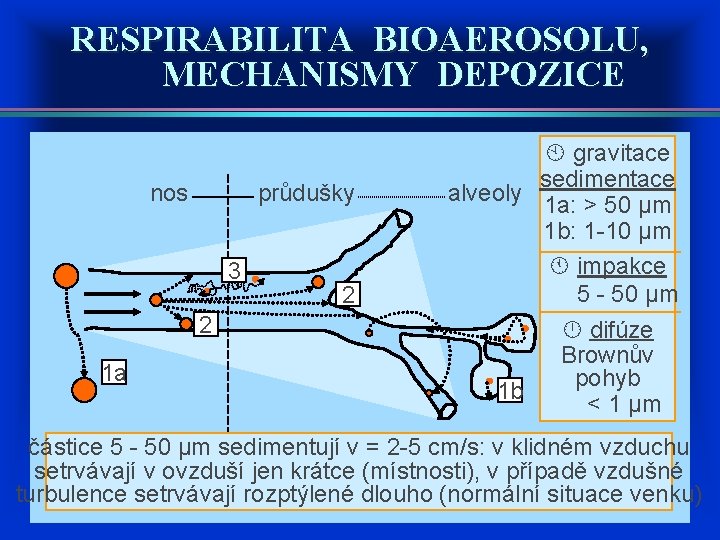 RESPIRABILITA BIOAEROSOLU, MECHANISMY DEPOZICE nos průdušky 3 2 1 a 2 gravitace sedimentace alveoly