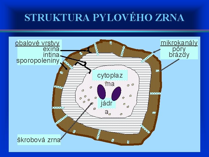 STRUKTURA PYLOVÉHO ZRNA mikrokanály póry brázdy obalové vrstvy exina intina sporopoleniny cytoplaz ma jádr