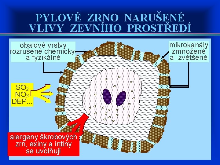 PYLOVÉ ZRNO NARUŠENÉ VLIVY ZEVNÍHO PROSTŘEDÍ obalové vrstvy rozrušené chemicky a fyzikálně SO 2