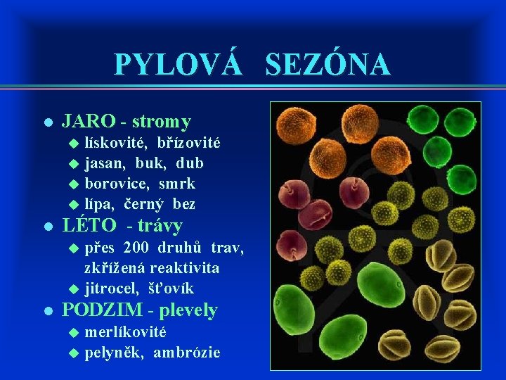 PYLOVÁ SEZÓNA l JARO - stromy u lískovité, břízovité u jasan, buk, dub u