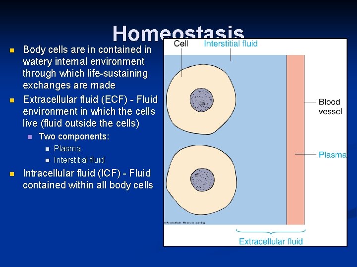 Homeostasis n n Body cells are in contained in watery internal environment through which