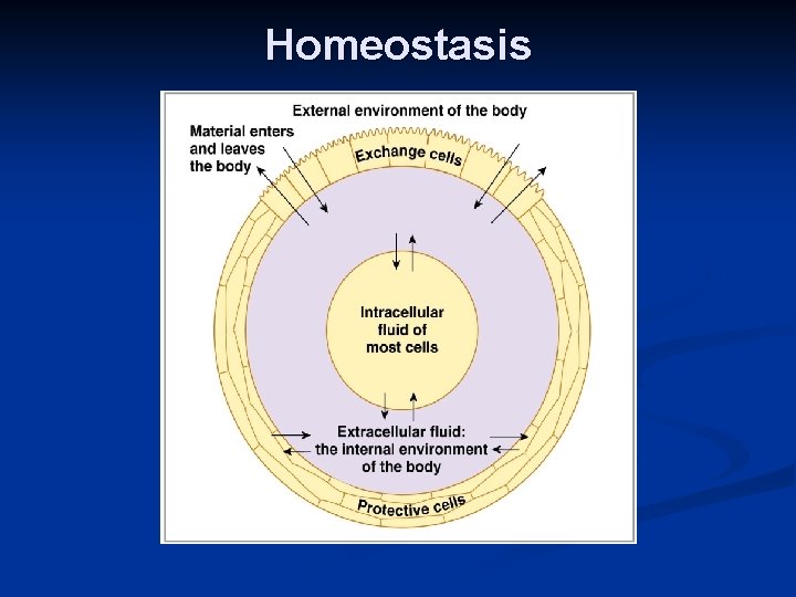 Homeostasis 