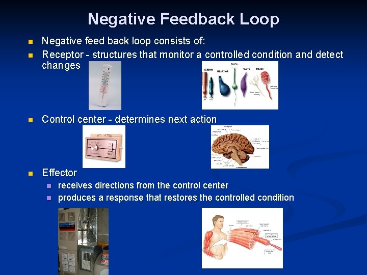 Negative Feedback Loop n Negative feed back loop consists of: Receptor - structures that