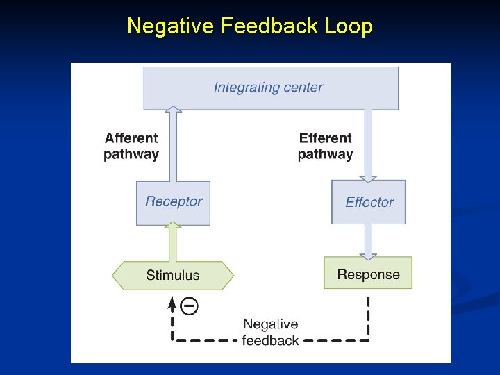 Negative Feedback Loop 