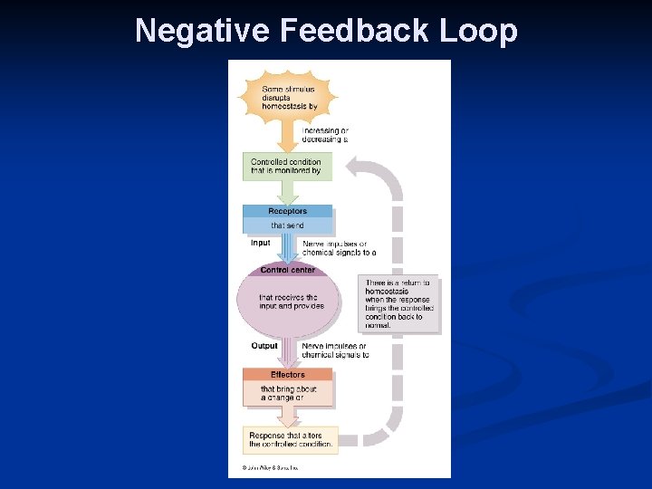 Negative Feedback Loop 