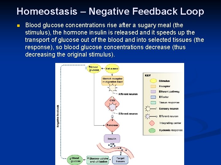 Homeostasis – Negative Feedback Loop n Blood glucose concentrations rise after a sugary meal