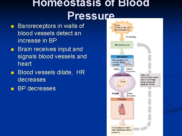 Homeostasis of Blood Pressure n n Baroreceptors in walls of blood vessels detect an