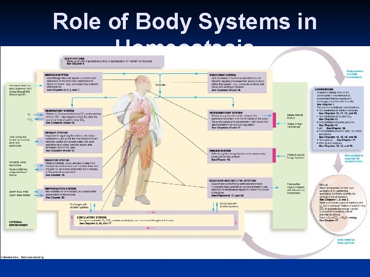Role of Body Systems in Homeostasis 