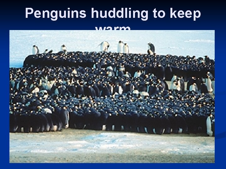 Penguins huddling to keep warm 