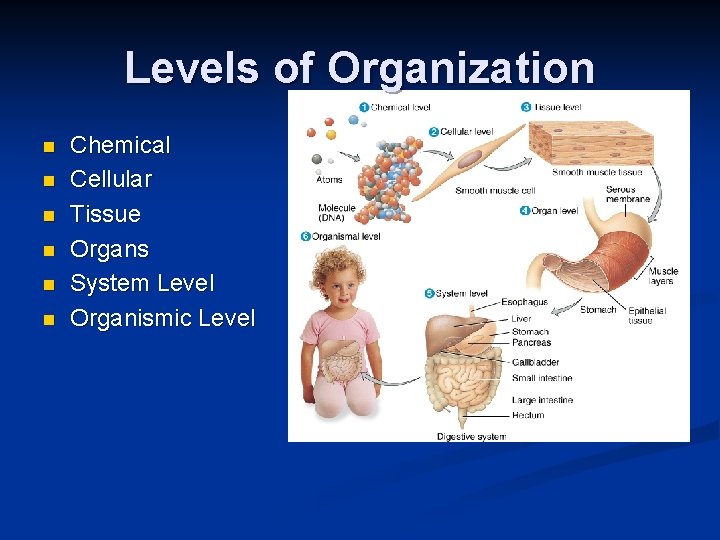 Levels of Organization n n n Chemical Cellular Tissue Organs System Level Organismic Level