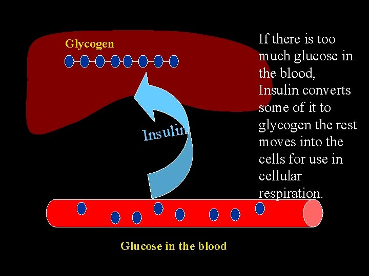 Glycogen n i l u s n I Glucose in the blood If there