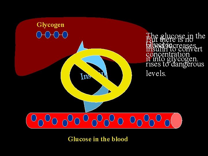 Glycogen n i l u s n I Glucose in the blood The glucose