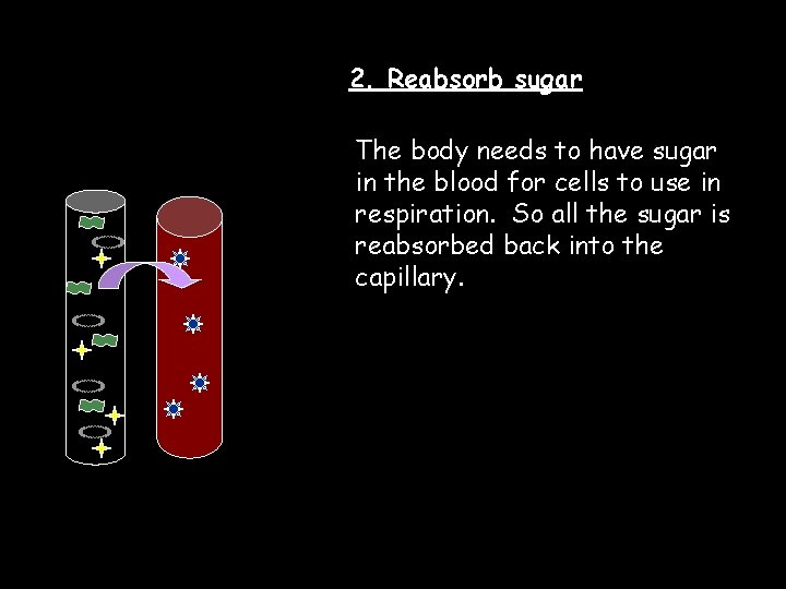 2. Reabsorb sugar The body needs to have sugar in the blood for cells