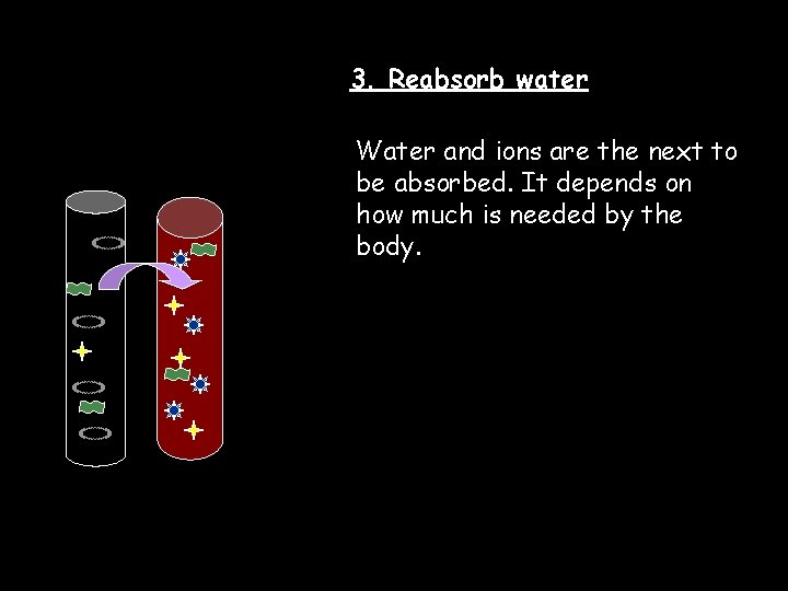 3. Reabsorb water Water and ions are the next to be absorbed. It depends