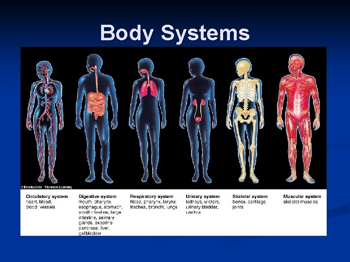 Body Systems 