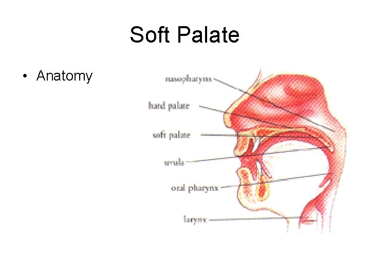 Soft Palate • Anatomy 