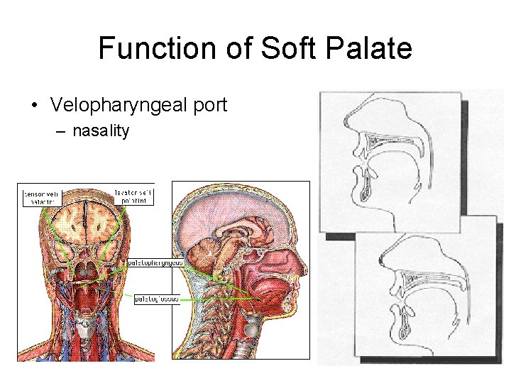 Function of Soft Palate • Velopharyngeal port – nasality 