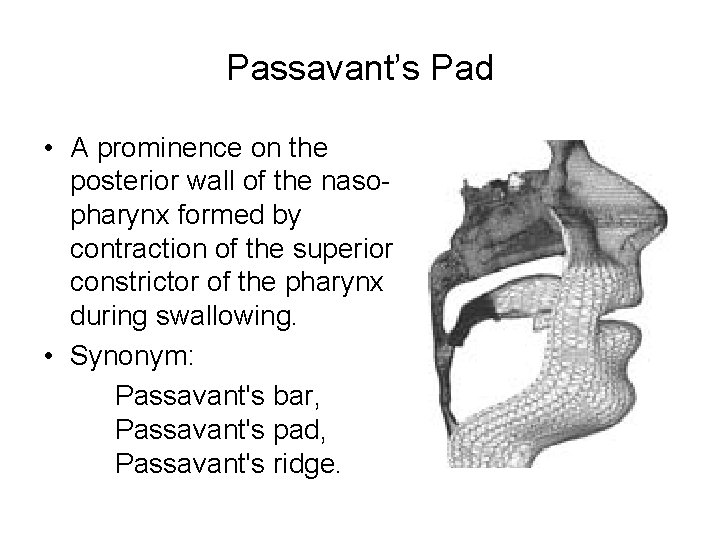 Passavant’s Pad • A prominence on the posterior wall of the nasopharynx formed by