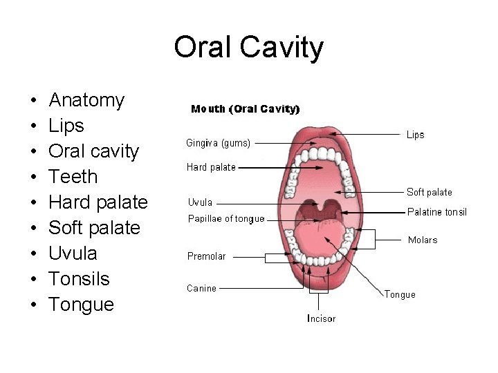 Oral Cavity • • • Anatomy Lips Oral cavity Teeth Hard palate Soft palate