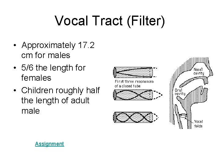 Vocal Tract (Filter) • Approximately 17. 2 cm for males • 5/6 the length