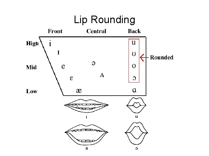 Lip Rounding 