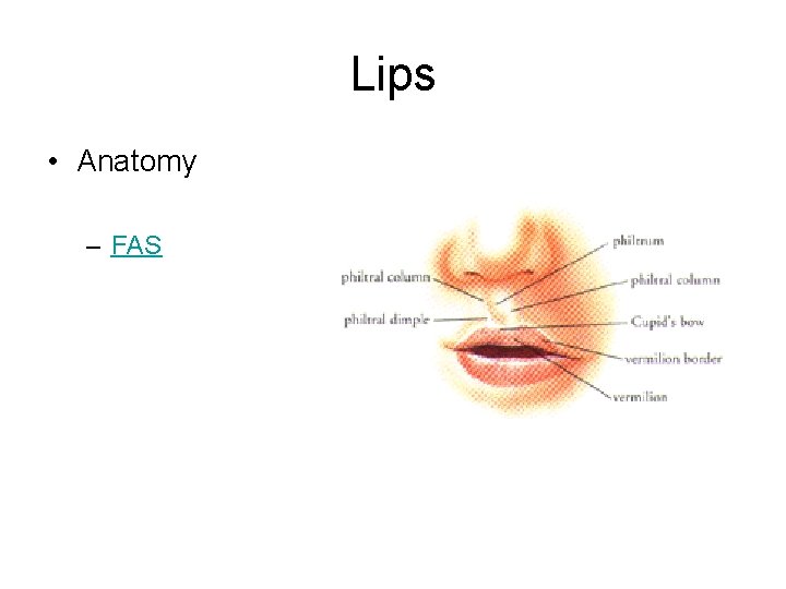 Lips • Anatomy – FAS 