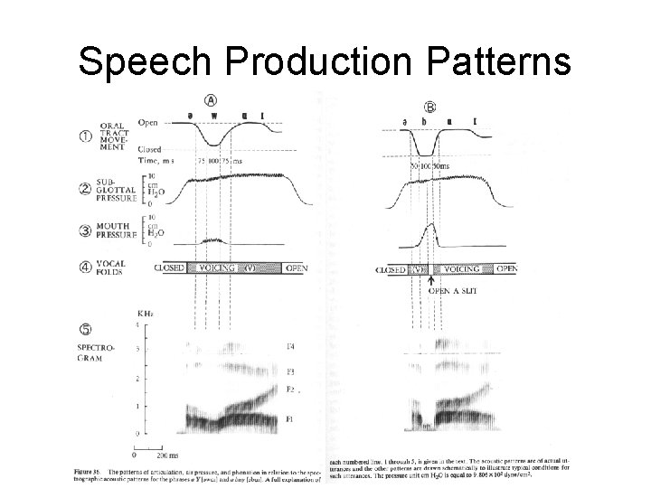 Speech Production Patterns 