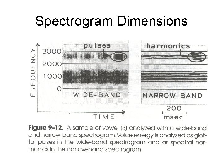 Spectrogram Dimensions 