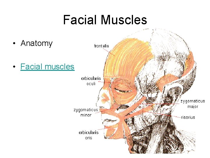 Facial Muscles • Anatomy • Facial muscles 