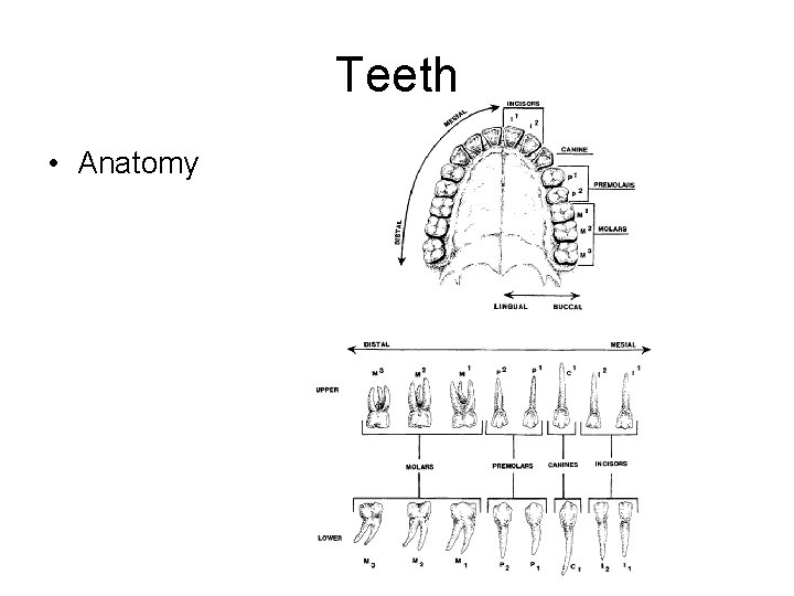 Teeth • Anatomy 