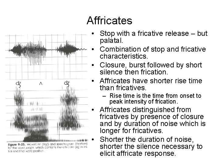 Affricates • Stop with a fricative release – but palatal. • Combination of stop