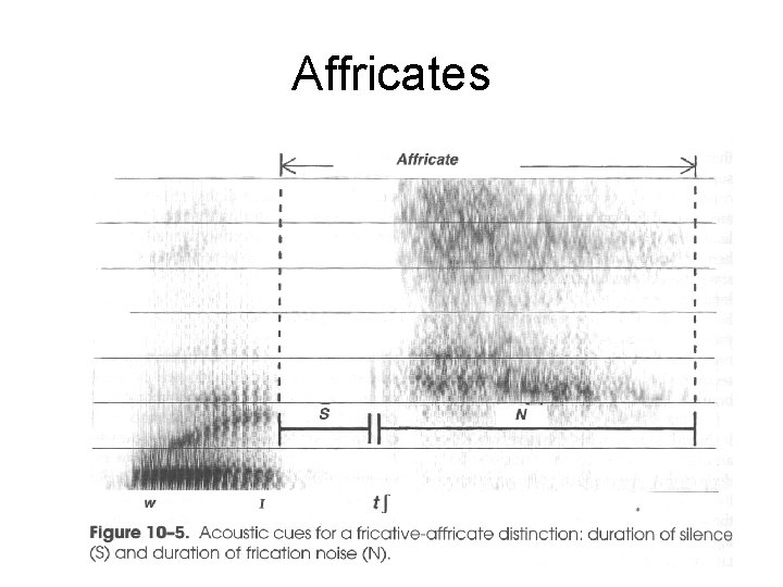 Affricates 