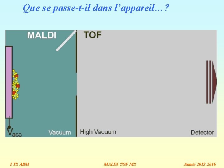 Que se passe-t-il dans l’appareil…? 1 TS ABM MALDI-TOF MS Année 2015 -2016 Que se passe-t-il dans l’appareil…? 1 TS ABM MALDI-TOF MS Année 2015 -2016