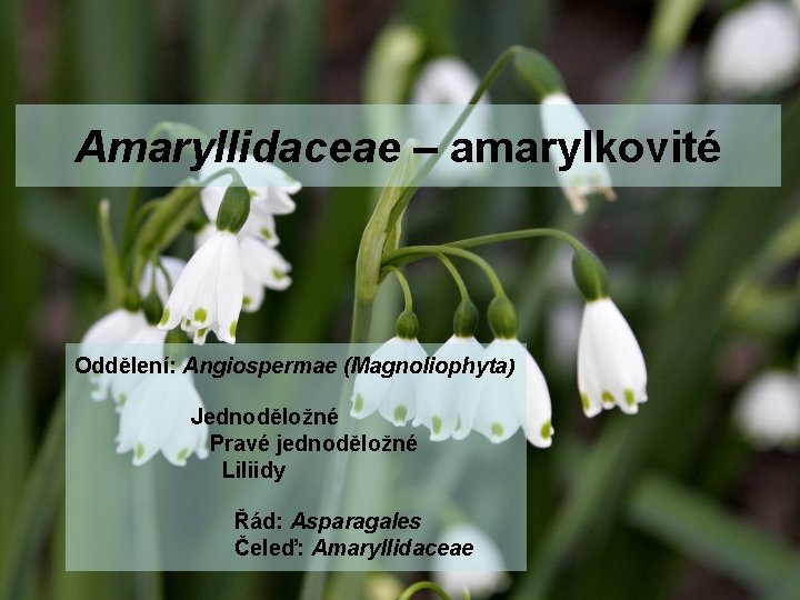 Amaryllidaceae – amarylkovité Oddělení: Angiospermae (Magnoliophyta) Jednoděložné Pravé jednoděložné Liliidy Řád: Asparagales Čeleď: Amaryllidaceae