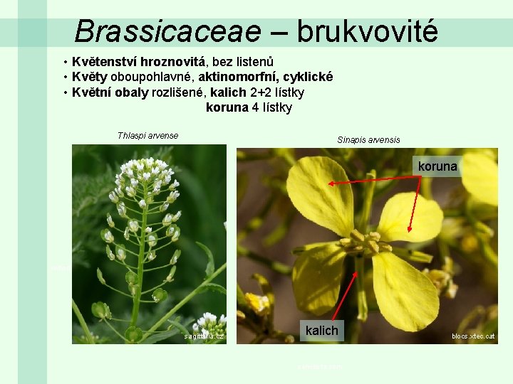 Brassicaceae – brukvovité • Květenství hroznovitá, bez listenů • Květy oboupohlavné, aktinomorfní, cyklické •