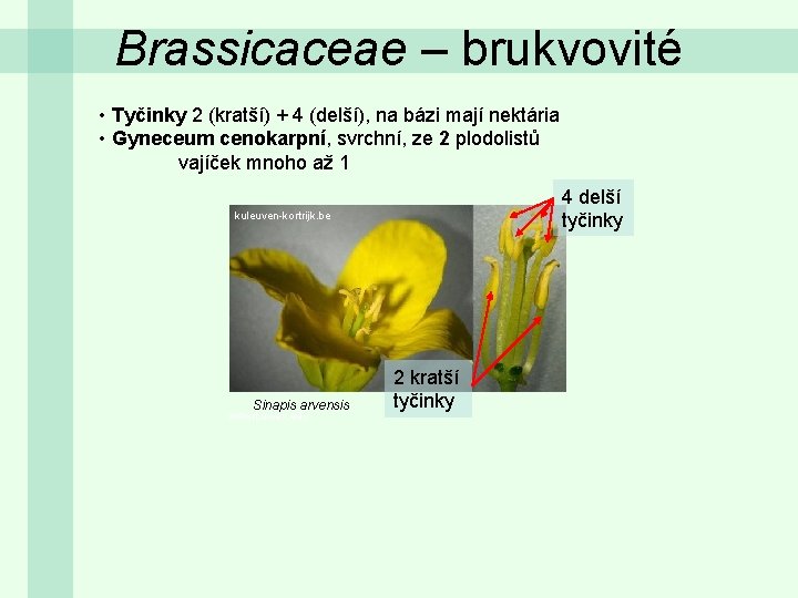 Brassicaceae – brukvovité • Tyčinky 2 (kratší) + 4 (delší), na bázi mají nektária