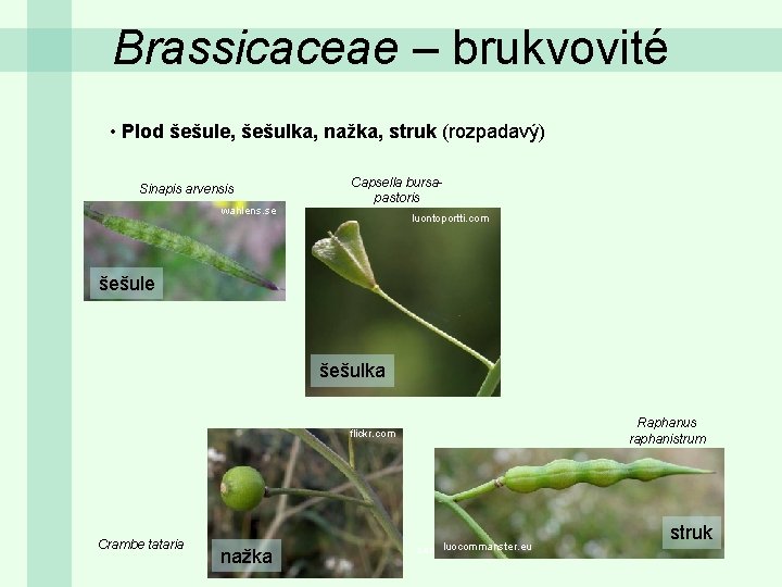 Brassicaceae – brukvovité • Plod šešule, šešulka, nažka, struk (rozpadavý) Sinapis arvensis wahlens. se