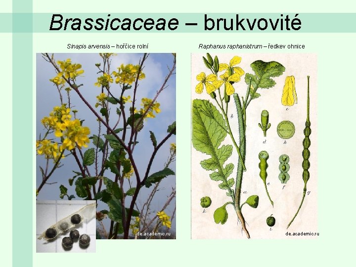 Brassicaceae – brukvovité Sinapis arvensis – hořčice rolní de. academic. ru Raphanus raphanistrum –