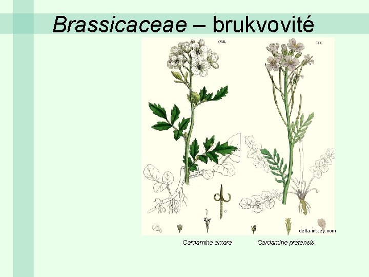 Brassicaceae – brukvovité delta-intkey. com Cardamine amara Cardamine pratensis 